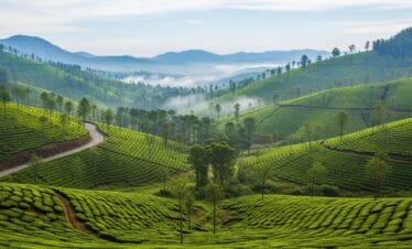 Endless tea plantations covering hills in Munnar with morning mist, popular choice in Kerala Munnar trip packages