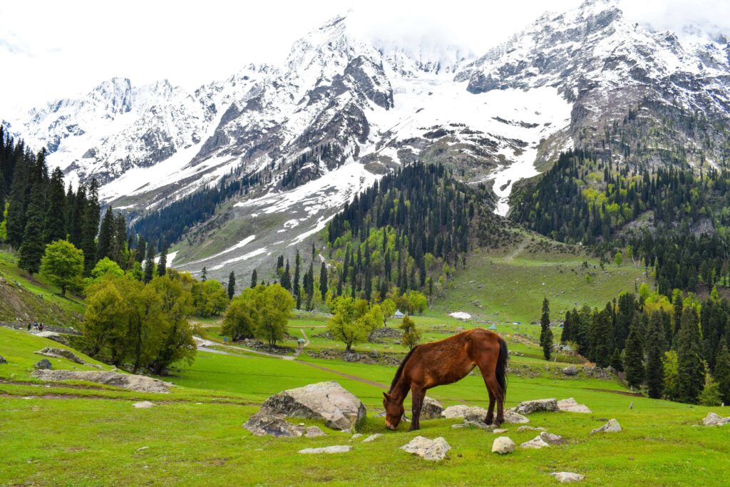 sonamarg kashmir tour package