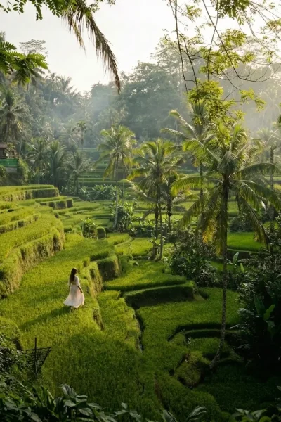 Ubud Rice Terrace Ubud Rice Terrace